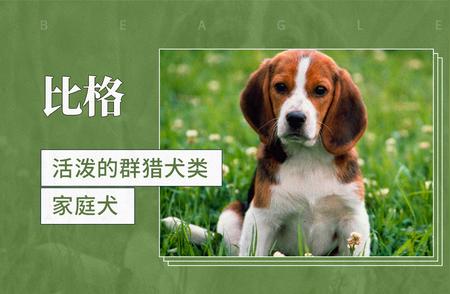 比格犬：活泼群猎与家庭宠物的完美结合