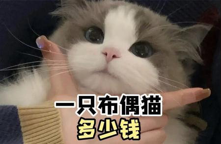 布偶猫价位大揭秘：别再被高价坑骗！