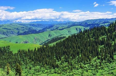 绿水青山守护者：雪宝山下的崖柏守护之旅