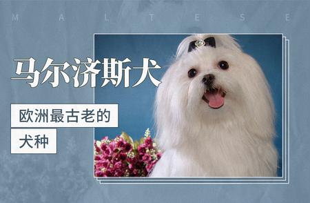 欧洲最古老的犬种揭秘：马尔济斯犬的历史与魅力