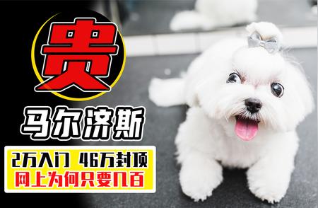 揭秘马尔济斯犬价格背后的秘密