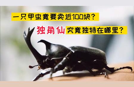 近高价甲虫：值得购买吗？