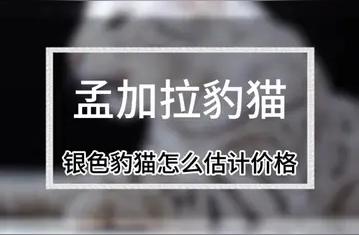 豹猫价格大揭秘：市场行情分析与评估