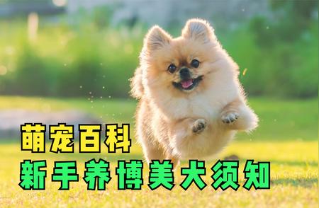 博美犬全面解析：优缺点一览，新手必看！