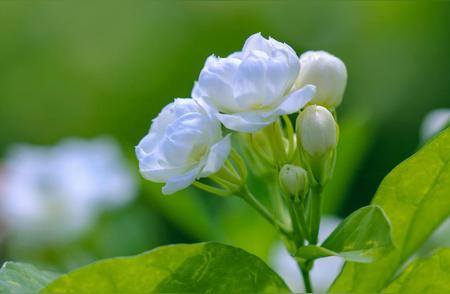 横州茉莉花茶的秘密：只闻花香，不见花影