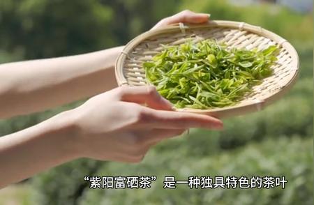 紫阳富硒茶：独特之处的简介