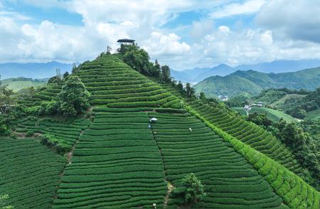 秋茶采摘季节的忙碌与喜悦