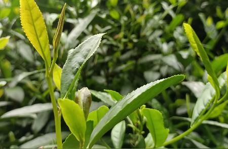 信阳毛尖茶青草味探秘：原因大解析