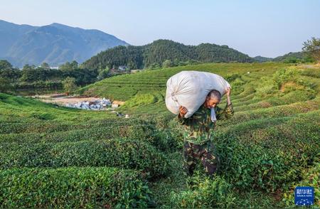 浙江建德夏茶丰收，茶香四溢迎丰年！