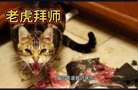 揭秘猫与老虎之间的神秘关系