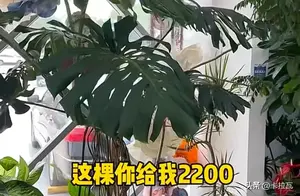 揭秘北方绿植的独特生存挑战：养护之道引人深思！