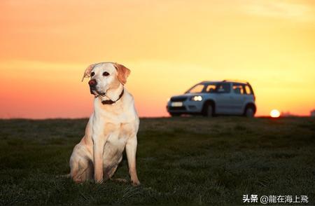 宠物犬寿命一般是多久？