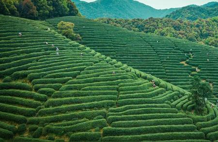 中国十大名茶：探寻千年传承的茶道文化