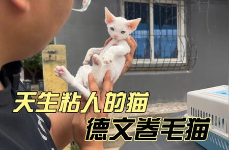 五千预算抱回家！纯白德文卷毛猫的独特魅力与粘人性格