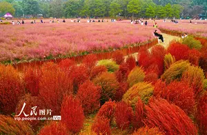 北京奥林匹克森林公园秋日盛景大赏