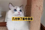 解锁布偶猫：你的全方位养宠指南