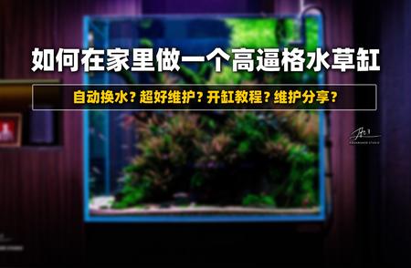 打造奢华水草缸：方法与技巧全解析