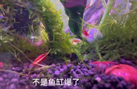 观赏虾中的明星：极火虾的缸爆现象