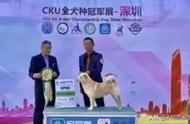 大黄并非中华田园犬：中国本土的世界级名犬
