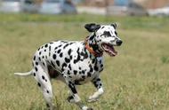 大麦町犬：一种能改变身体斑点颜色的狗狗，出生时为白色