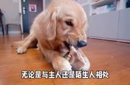 金毛犬为何被誉为大暖男？养主在评论区分享照片