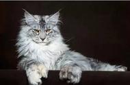 缅因猫：外表威猛，内心温柔，堪称猫界智者