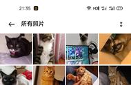 小猫咪的纯真无邪：千猫百乖的温馨瞬间