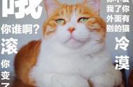 7种公认的无攻击性猫，可以放心养！