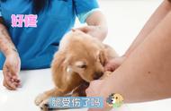 可卡犬被遗弃在院子里，腿被残忍地踢断：曾经的宠物也值得同情