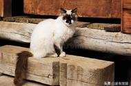 伯曼猫：半长毛缅甸圣猫的魅力