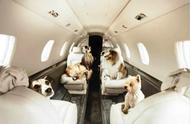 这四类宠物被禁止登机，你家的宠物是否在列？