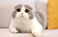 折耳猫的可爱程度堪比布偶猫，但它们所承受的痛苦你知道吗？