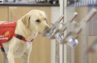 英国研究人员启动狗狗新冠病毒嗅探训练计划