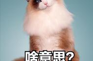 你家的布偶猫有这些特点，可能它并不聪明，看看有几个？