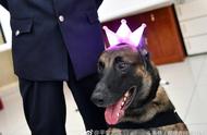 警犬集体生日派对：硬汉们戴上兔耳蝴蝶结变身萌妹子