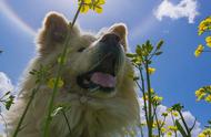 秋田犬传奇一生：日本“以丑”而闻名的狗狗离世，网友纷纷悼念