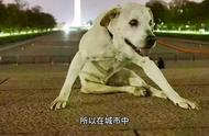 拉布拉多犬的优缺点一览