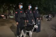 哈士奇逃离警犬生涯，选择自由生活