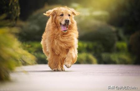 中华田园犬数量减少的原因是什么？它们的优势有哪些？