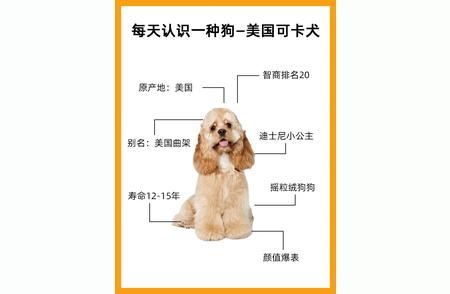 每日一犬：揭秘美国可卡犬的迷人之处