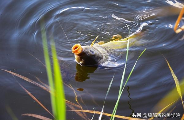 揭秘钓鱼的五大真实逻辑，让你轻松掌握钓鱼技巧