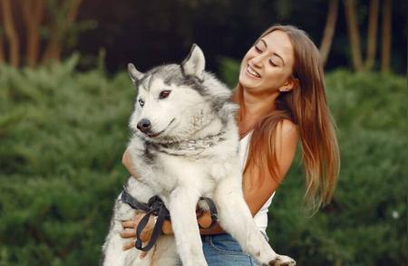 阿拉斯加犬对比哈士奇：识别两种犬种的关键差异