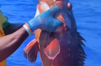深海钓客惊喜：一串红彤彤的渔获浮出水面