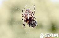 蜘蛛品种：探索常见的宠物蜘蛛种类