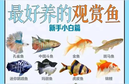 观赏鱼入门指南：哪些品种适合新手？