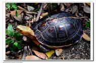 中国境内的本土龟类与其保护级别一览