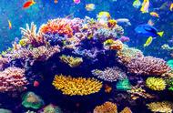 初学者的珊瑚海缸之旅：探索入门必备知识