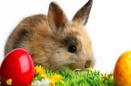 如何为宠物兔打造舒适的生活环境