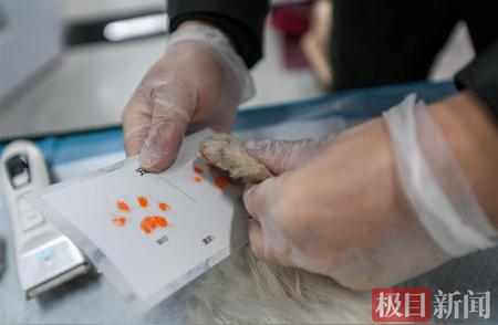 江城宠物殡葬行业崛起：关爱生命，温暖人心
