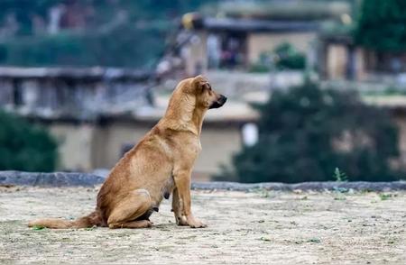 超越物种的深情：大黄狗与黑八哥的感人友谊
